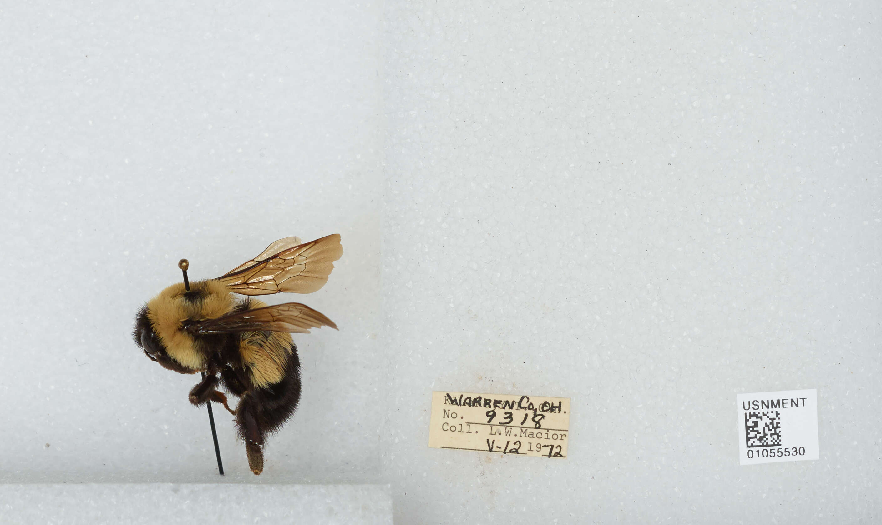 Слика од Bombus affinis Cresson 1864