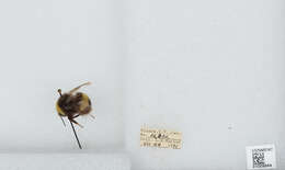 Image of White-tailed bumblebee