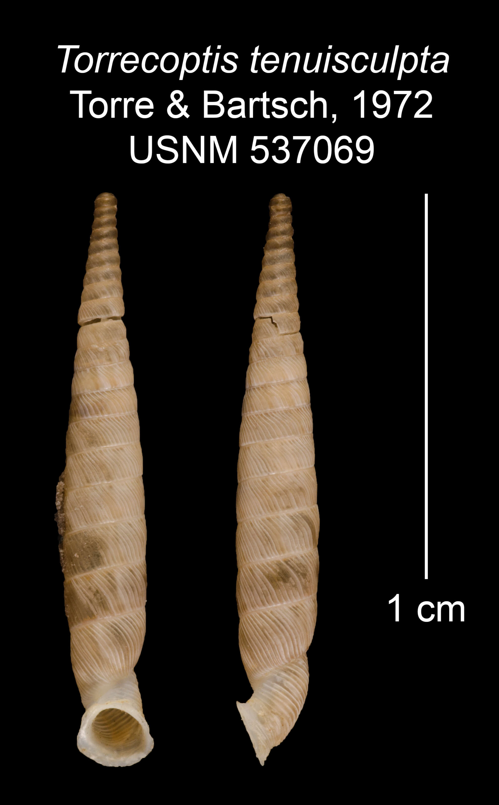 Imagem de Torrecoptis tenuisculpta C. de la Torre & Bartsch 1972