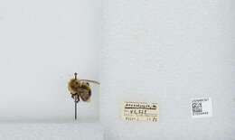 Image of Bombus vagans vagans Smith 1854