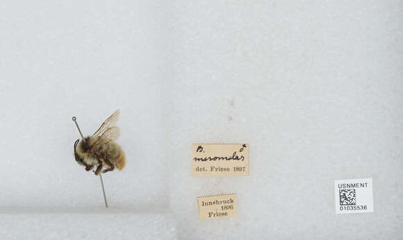 Image of Bombus mesomelas Gerstäcker 1869