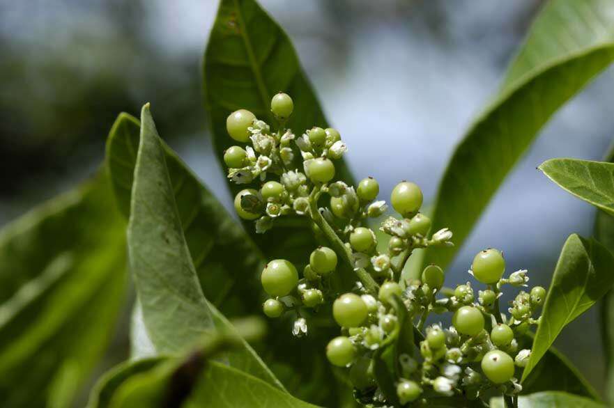 Image of Brazilian Peppertree