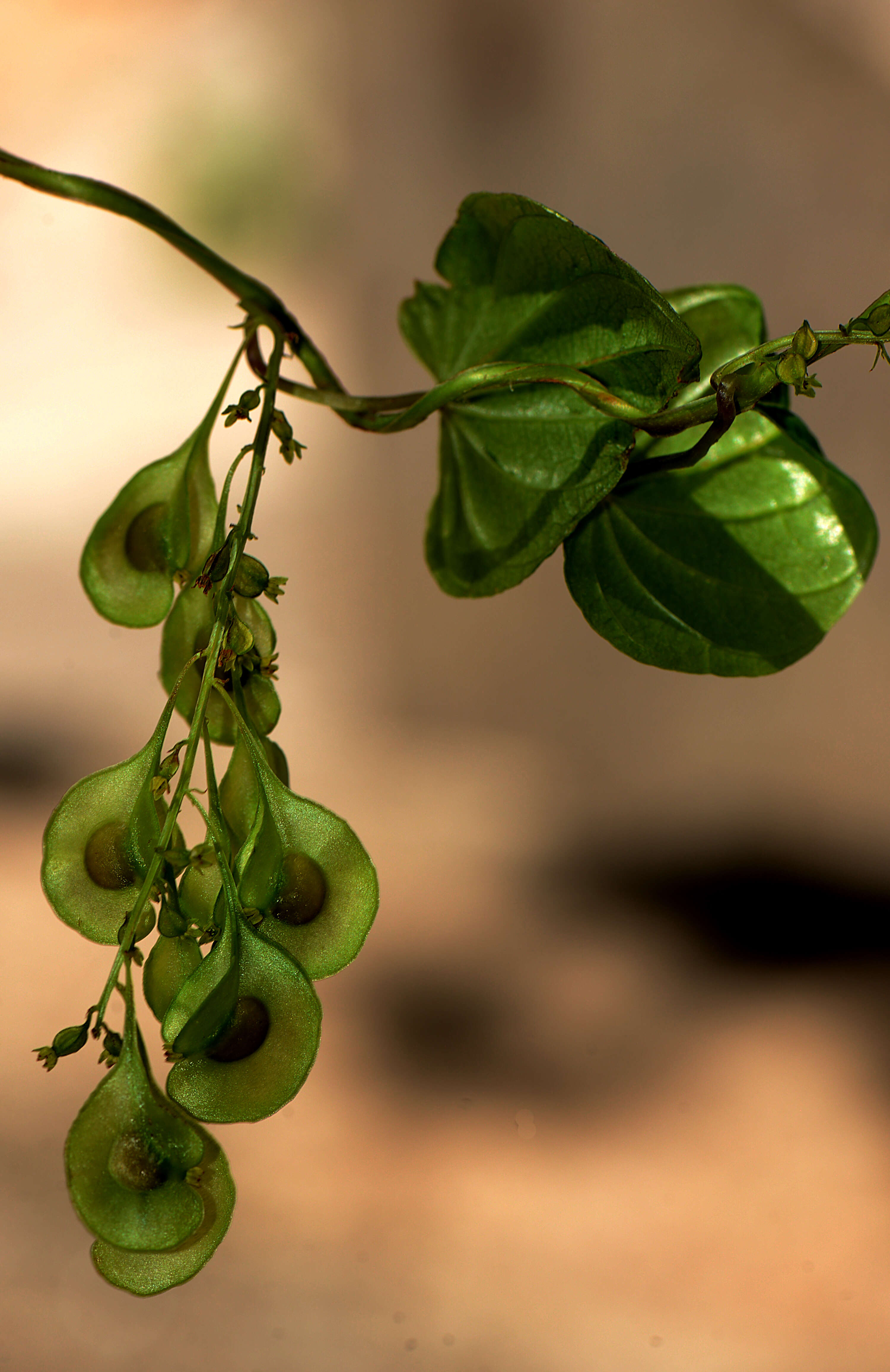 Image of Dioscorea cyphocarpa C. B. Rob. ex Knuth