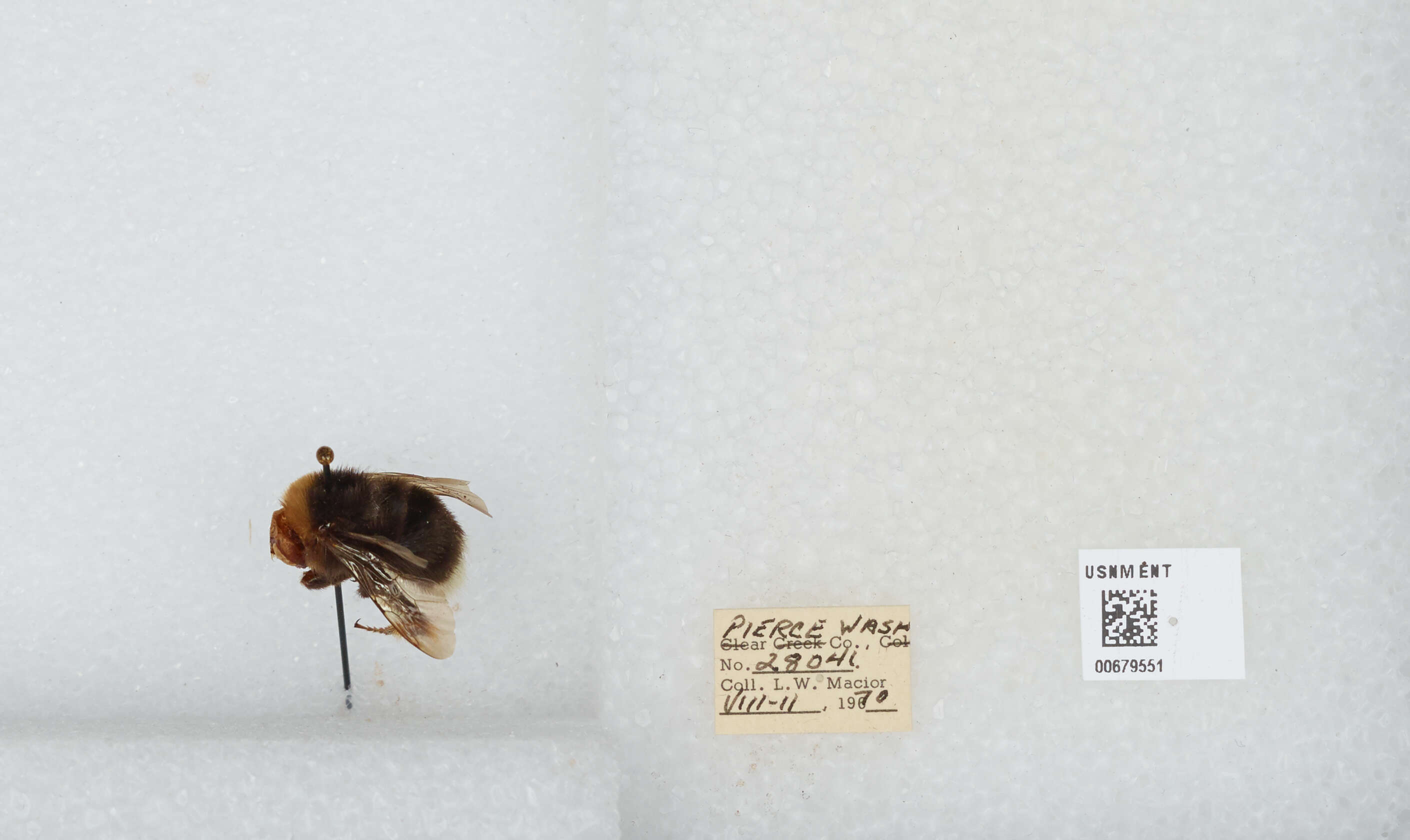 Слика од Bombus occidentalis Greene 1858