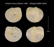 Image of <i>Periploma discus</i>