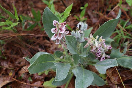 Image of lady lupine