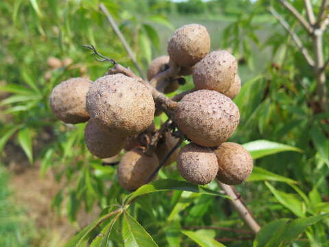 Imagem de Aesculus glabra var. arguta (Raf.) B. L. Robins.