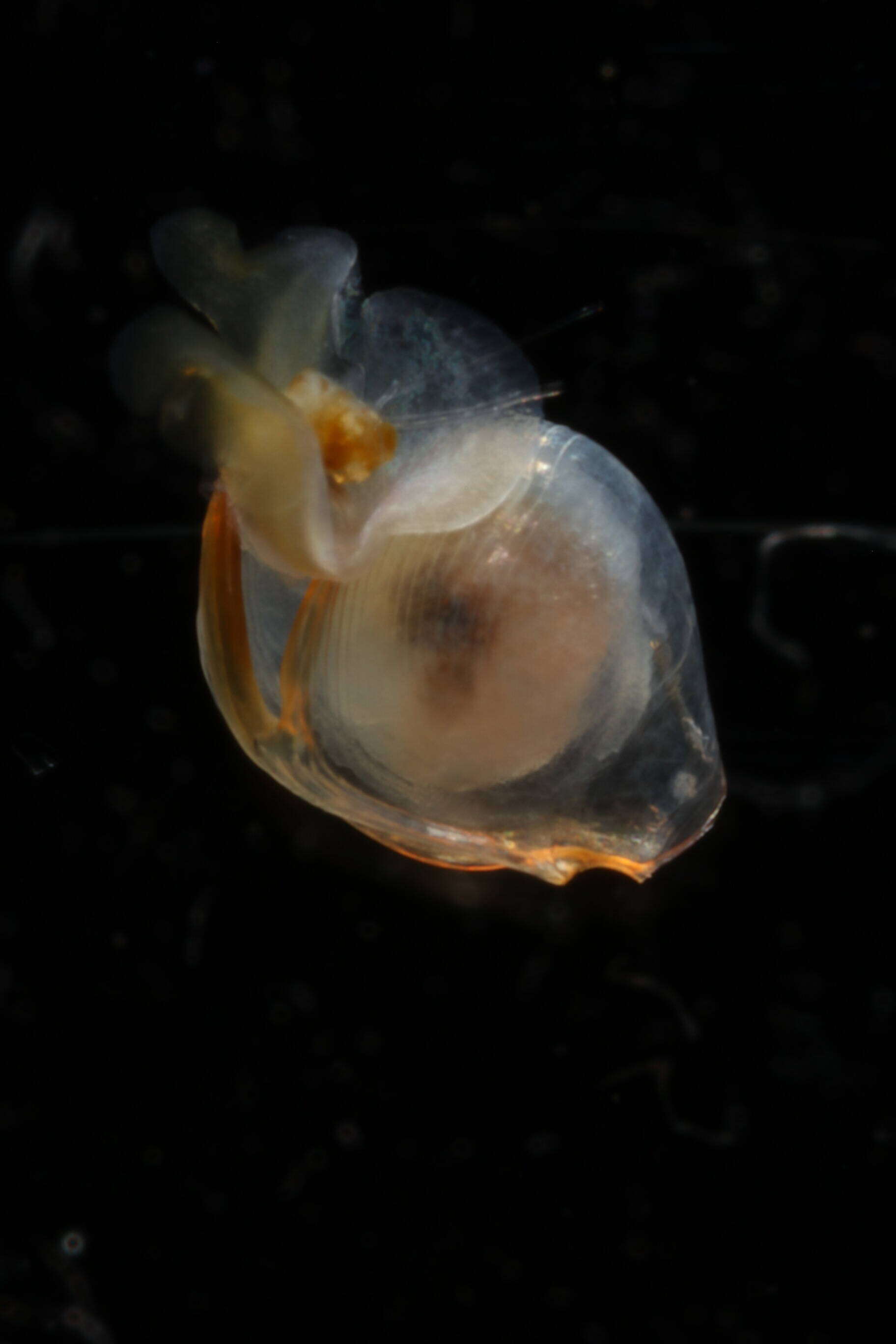 Image of Telodiacria Rampal 2019