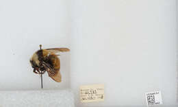 Слика од Bombus appositus Cresson 1879