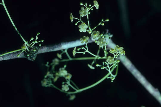 Tontelea cylindrocarpa (A. C. Sm.) A. C. Sm.的圖片