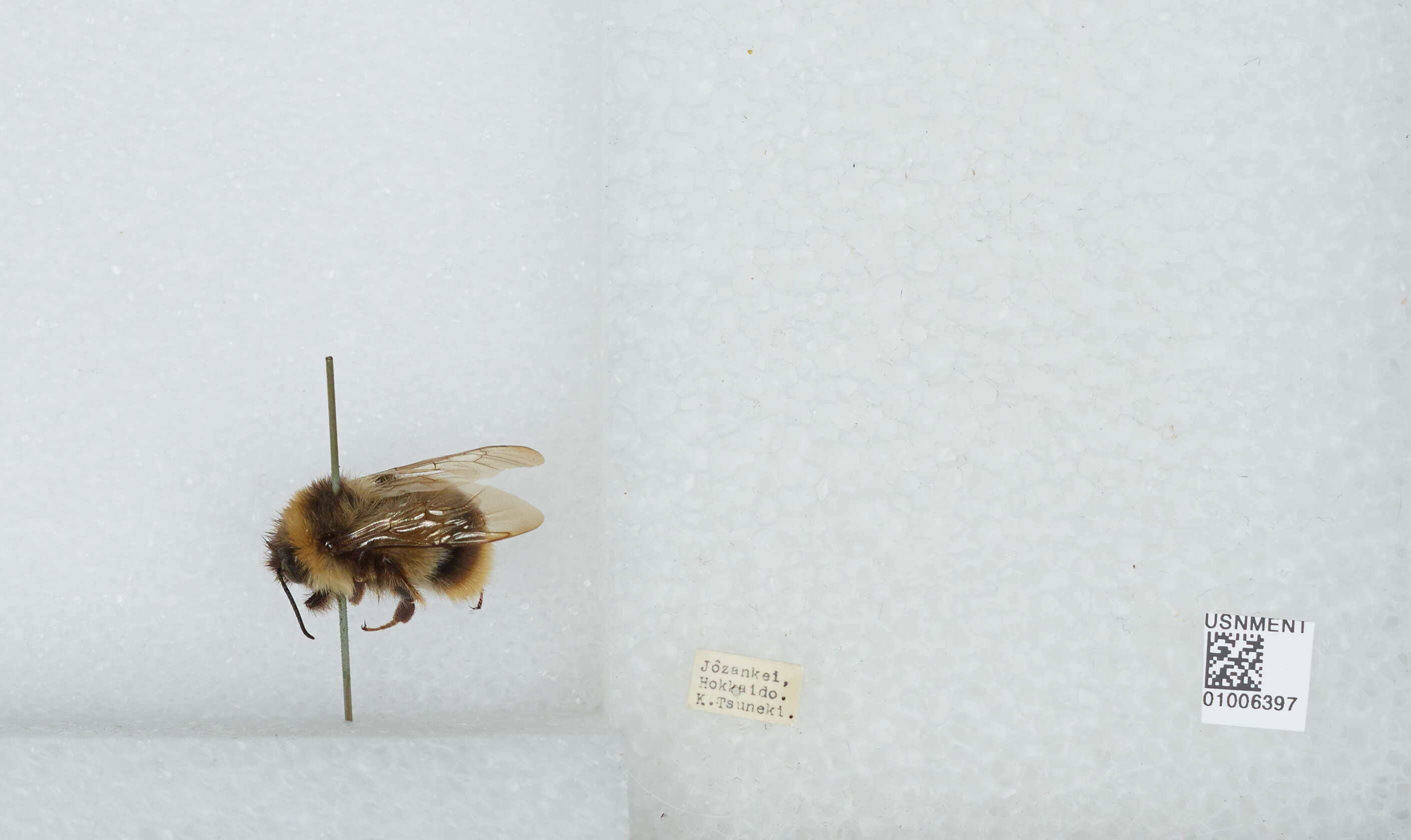 Image of Bombus ignitus Smith 1869