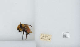 Слика од Bombus huntii Greene 1860