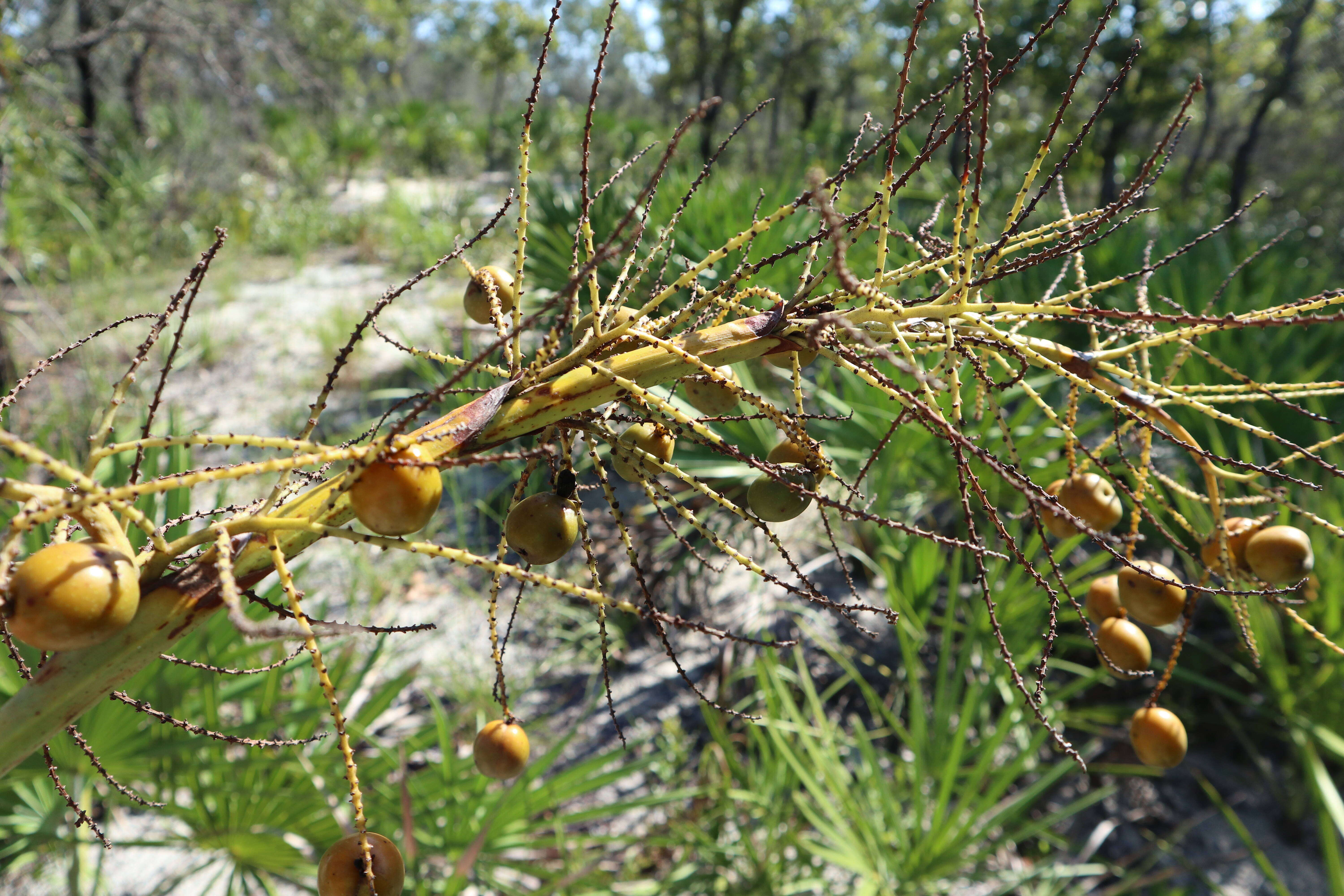 Image of serenoa