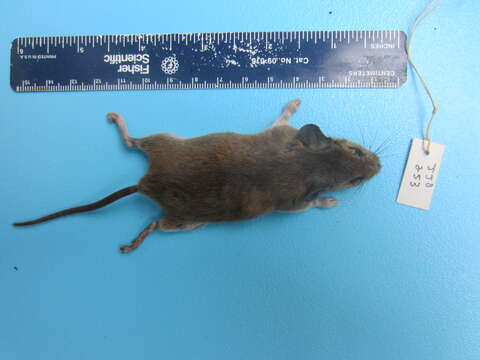 Image of White-footed Deermouse