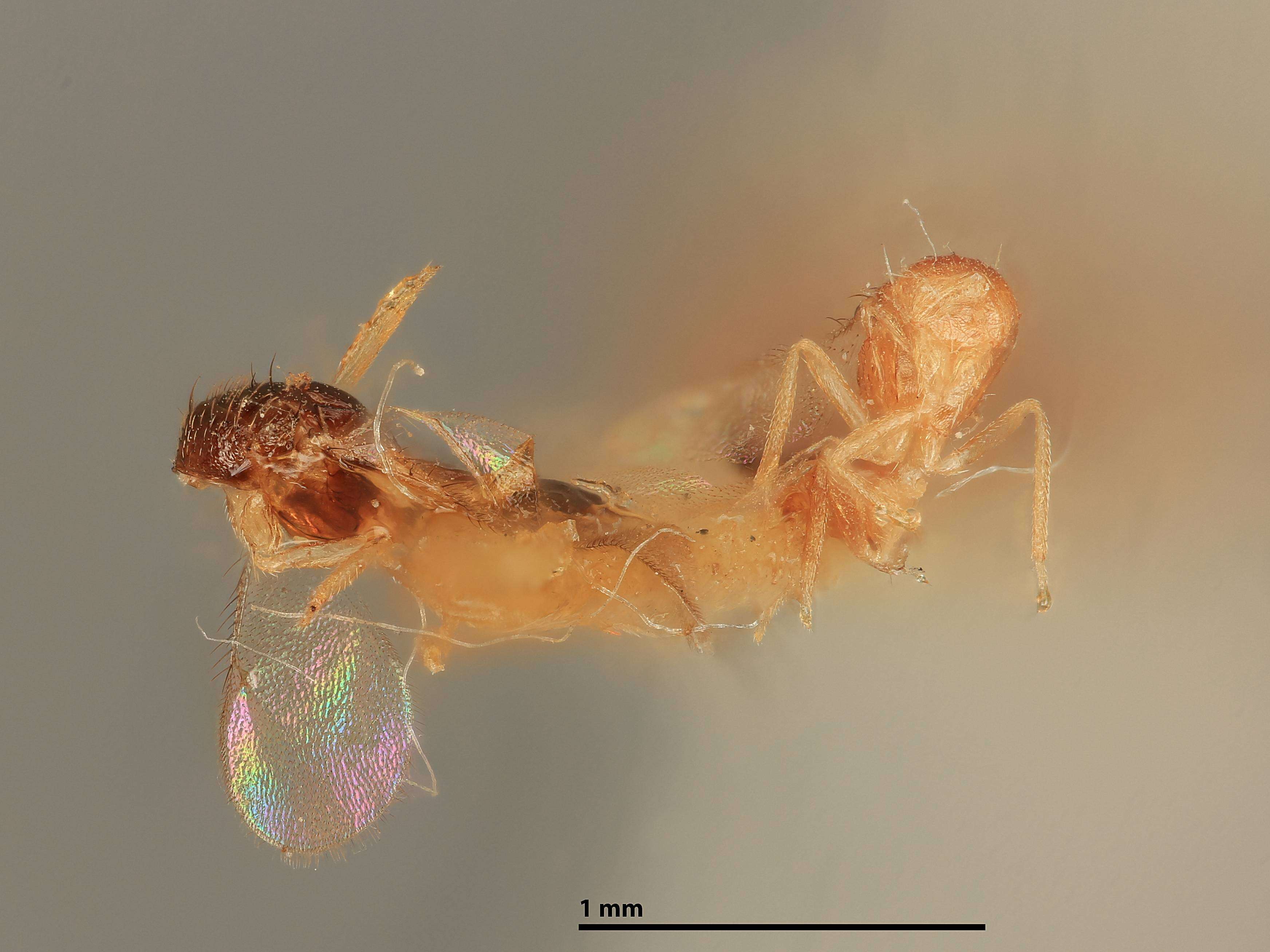 Image of Omphalomomyia