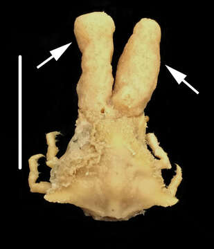 Image de Macrocoeloma trispinosum (Latreille 1825)