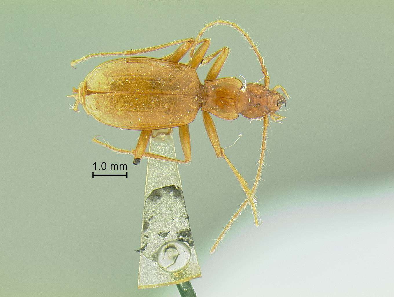 Слика од Pseudanophthalmus grandis Valentine 1931