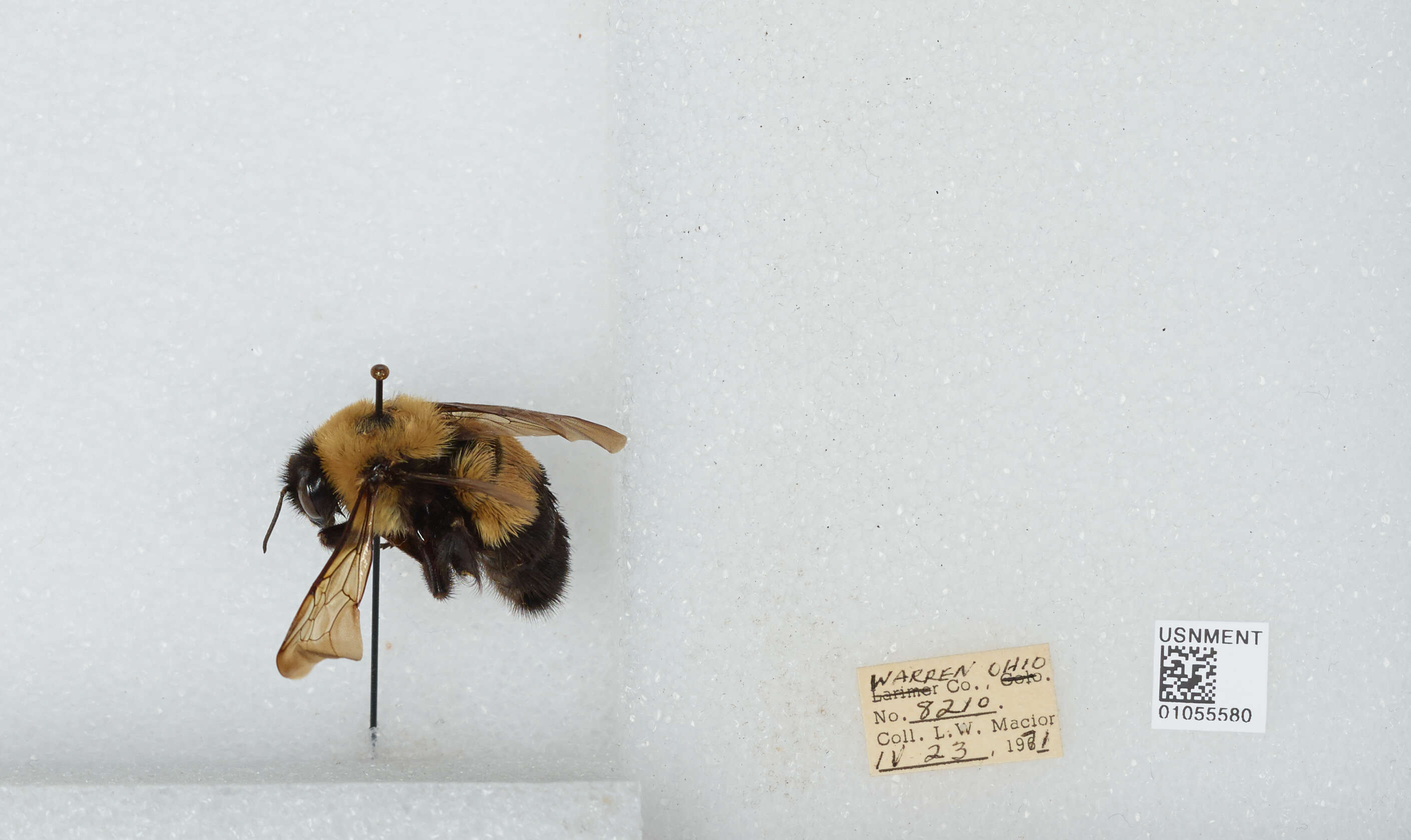 Слика од Bombus affinis Cresson 1864