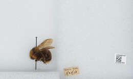 Image of Fernald's Cuckoo Bumble Bee