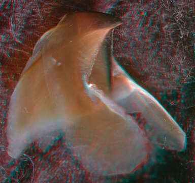 Image of Atlantic bird squid