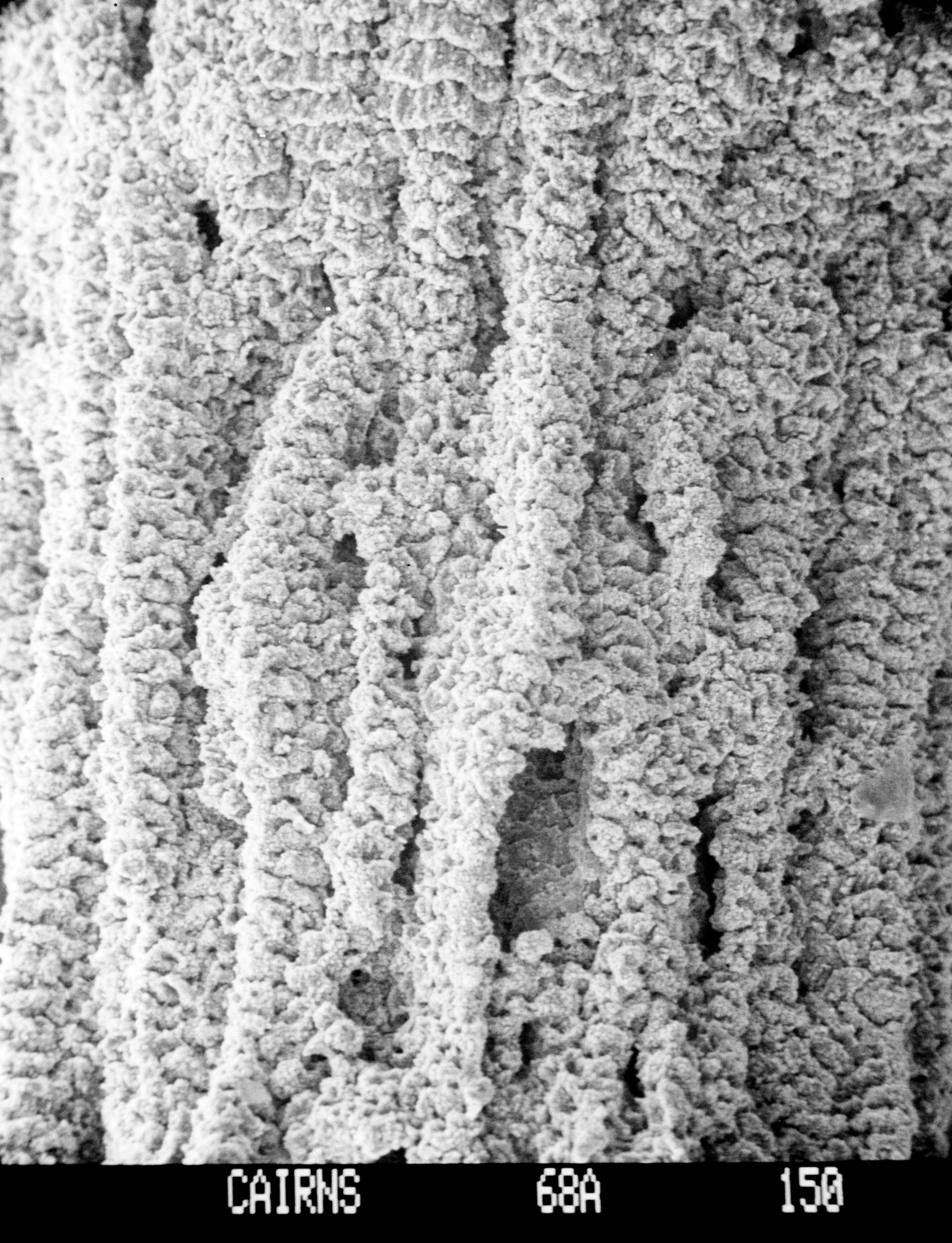 Image of hydrozoans