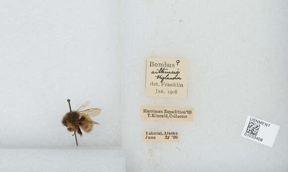 Image de Bombus sitkensis Nylander 1848