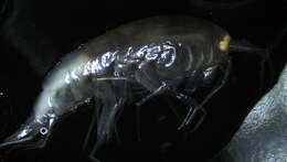 Image of Amphipoda