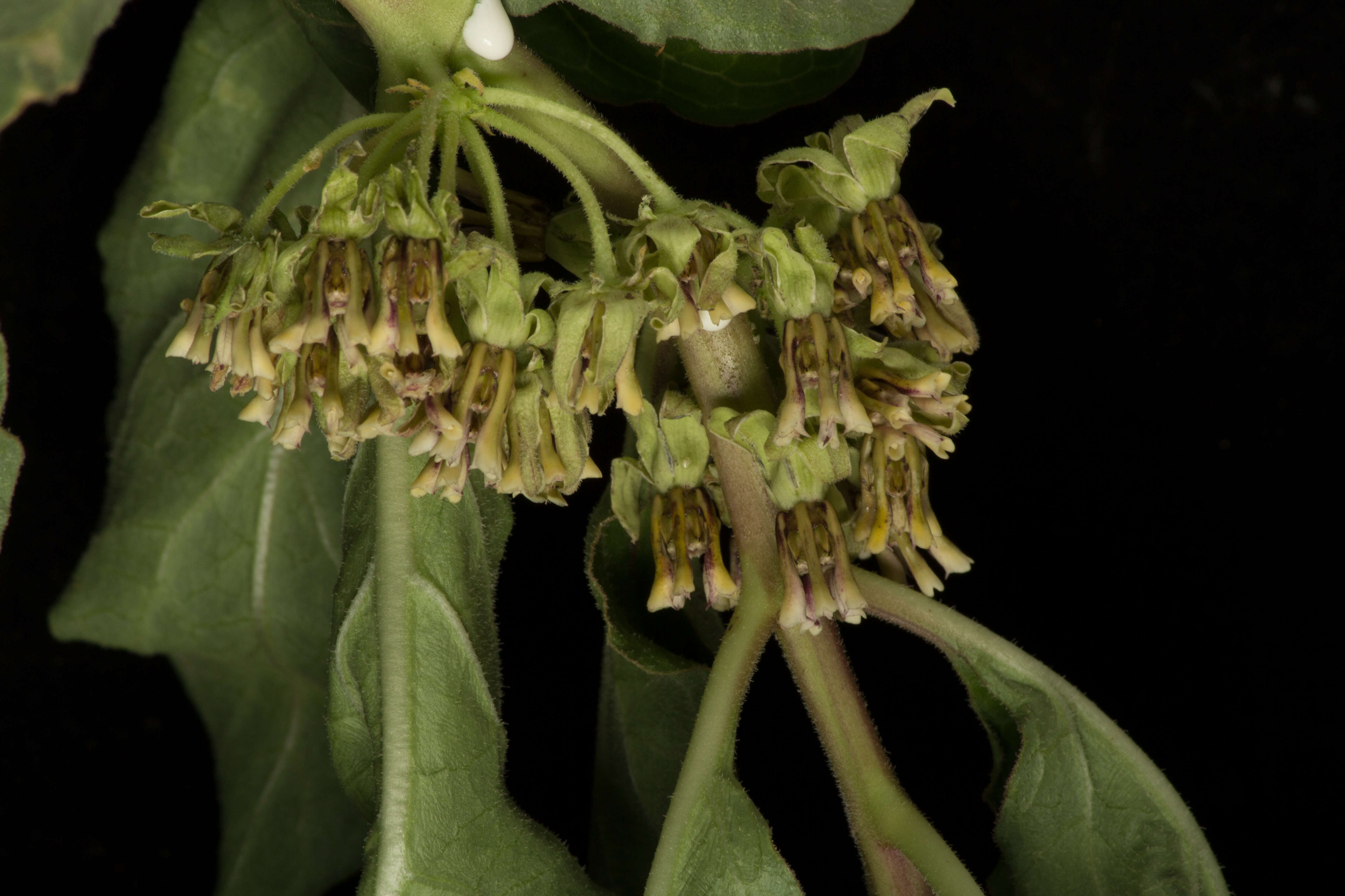 Image of zizotes milkweed