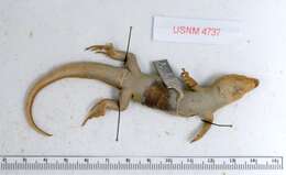 Sivun Plestiodon longirostris Cope 1861 kuva