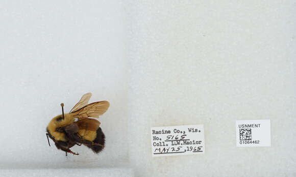 Слика од Bombus affinis Cresson 1864