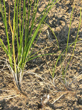 Image of Smooth Meadow-grass