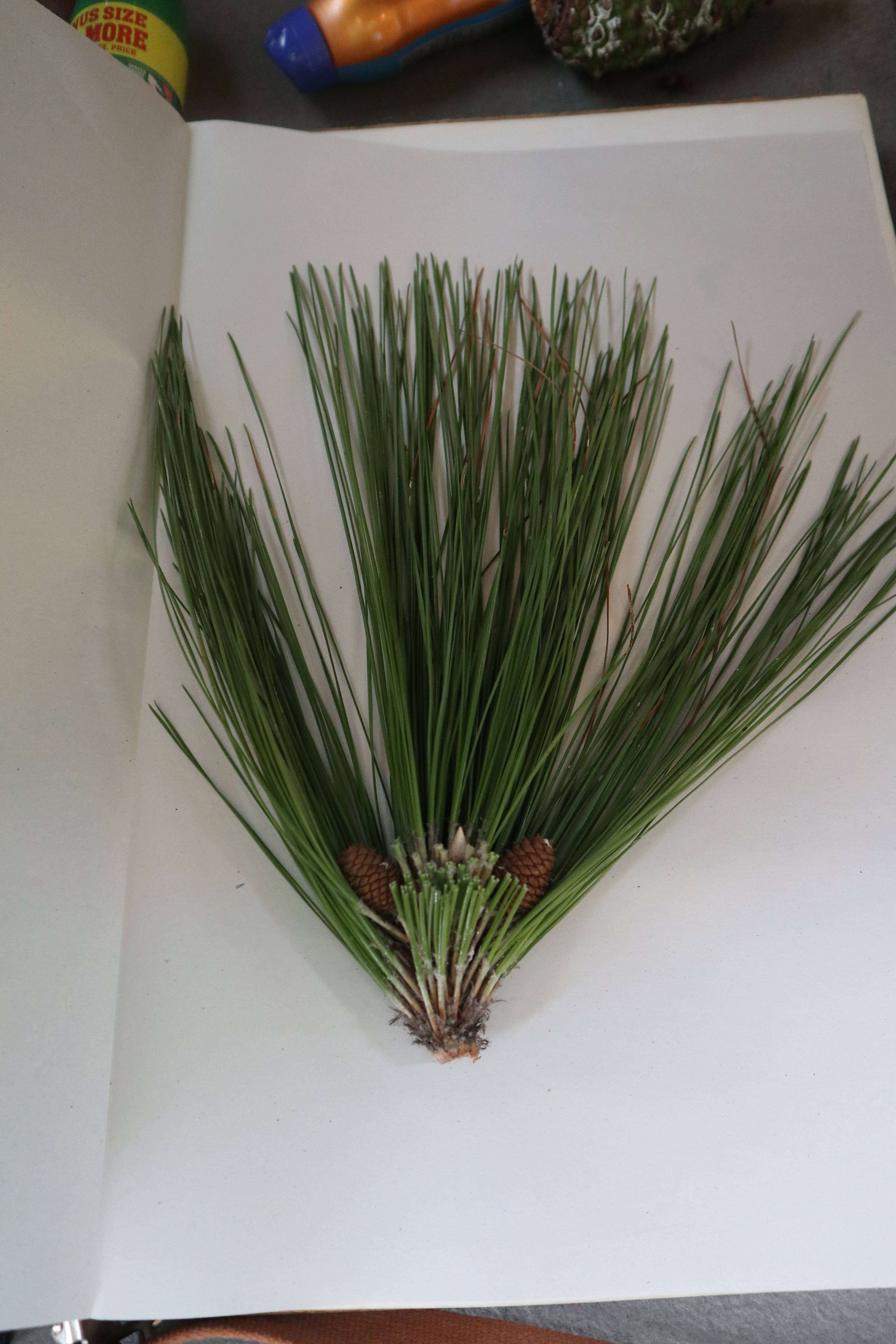 Image of Florida Pine