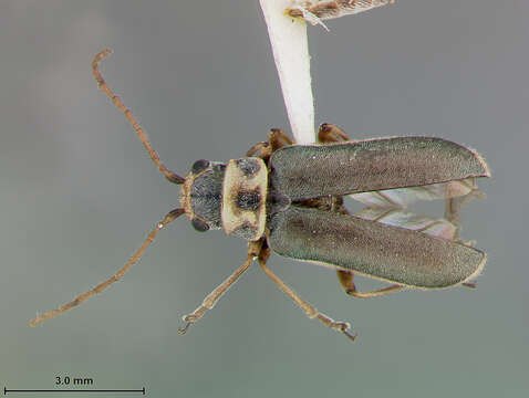 Image of Trirhabda pubicollis Blake 1951