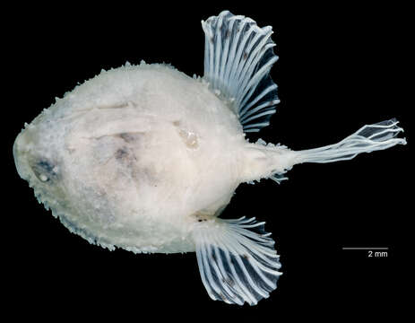 Image of Halieutichthys