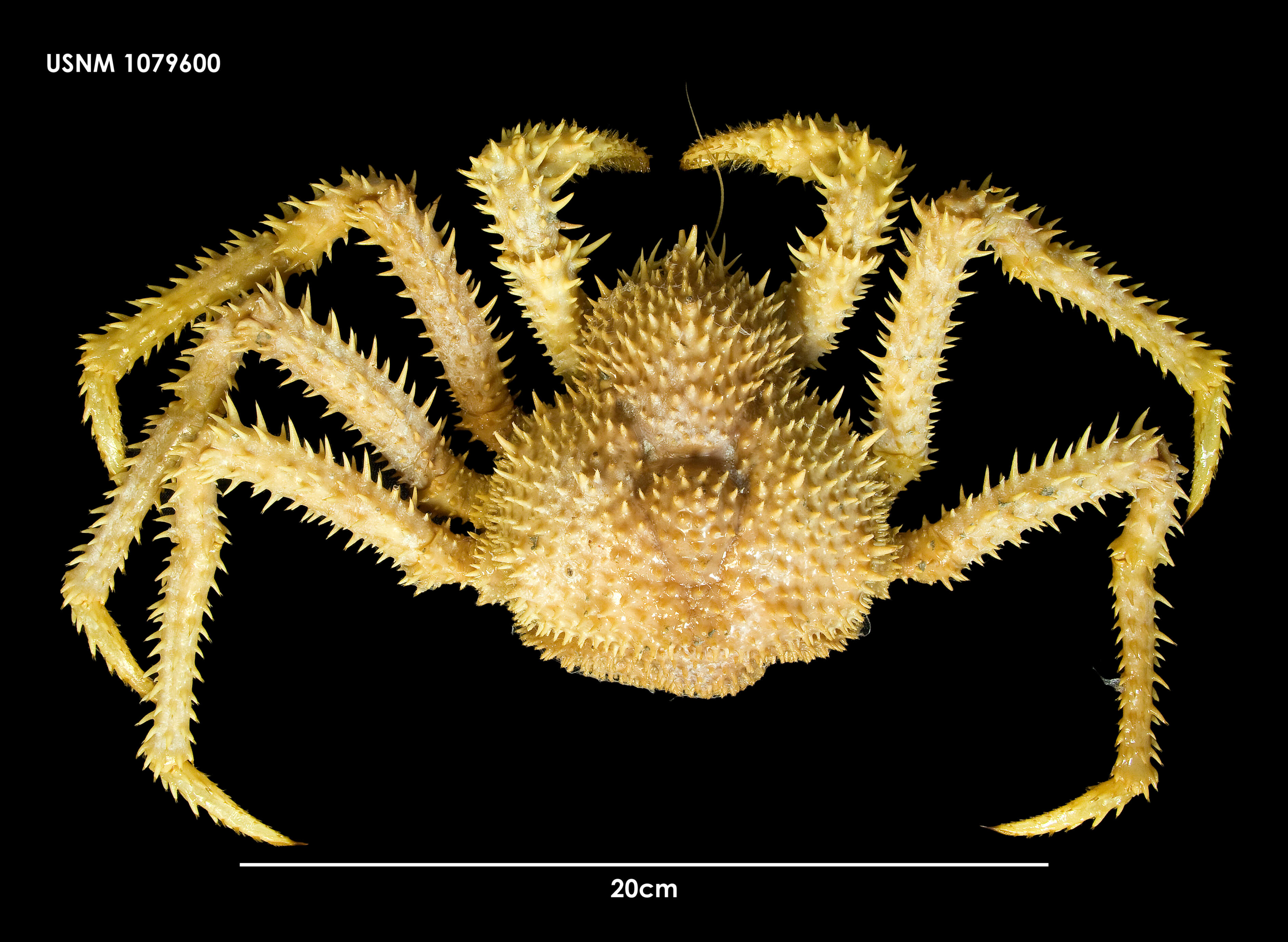 Plancia ëd Paralomis spinosissima Birstein & Vinogradov 1972