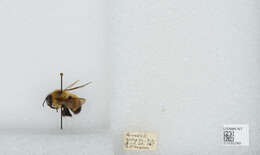 Image of Bombus vagans vagans Smith 1854