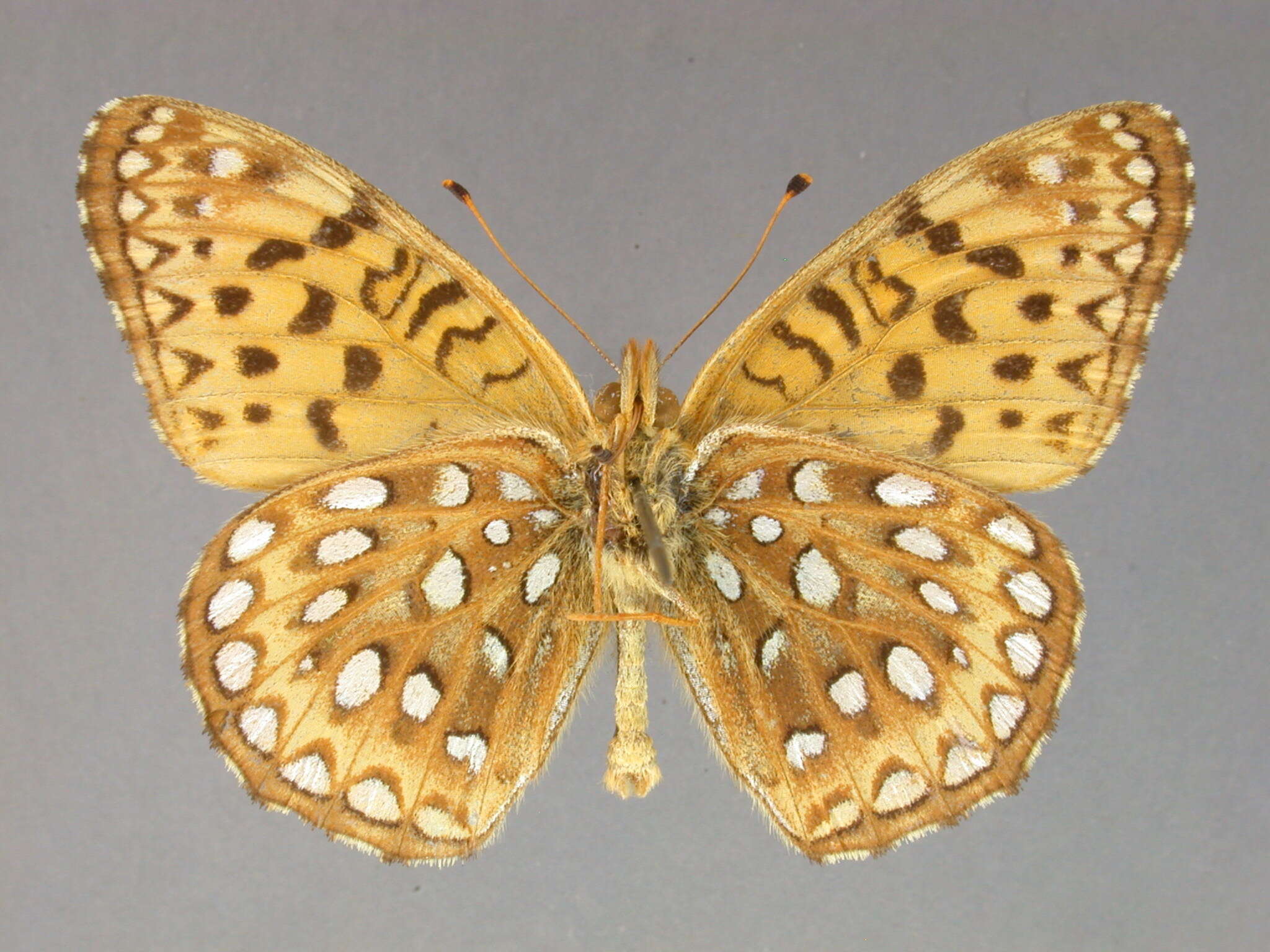 Image of Dryas Hübner 1807