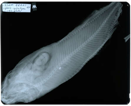 Image of Dusky snailfish