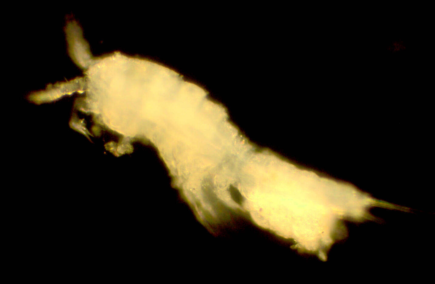 Image of Laophontidae