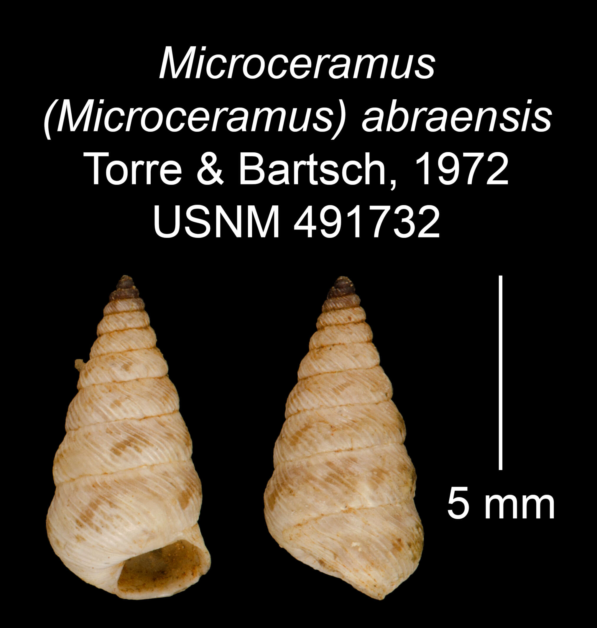 Imagem de Microceramus abraensis C. Torre & Bartsch 2008