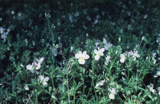 Image of American Field Pansy