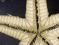 Image of Astropecten cingulatus Sladen 1883