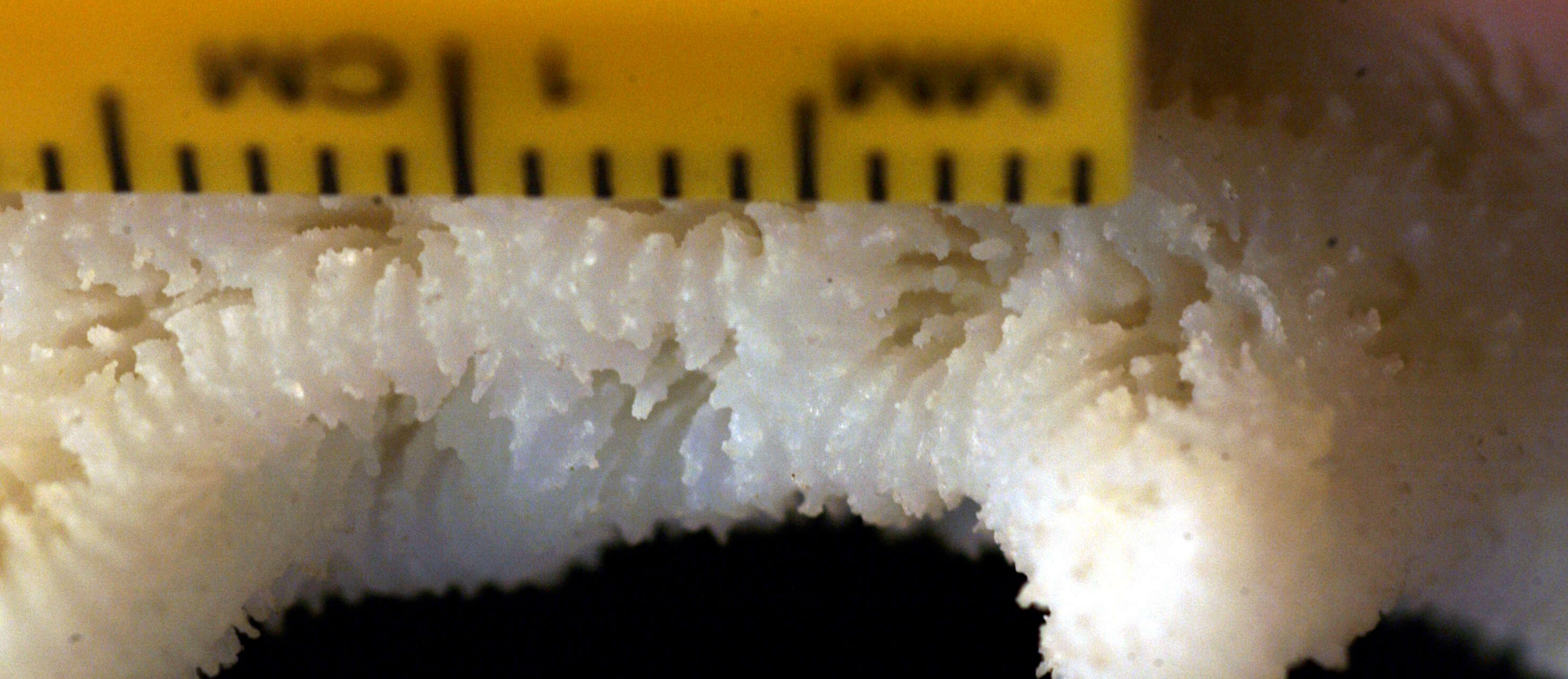 Image of crispy crust coral