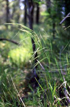 Anisopogon resmi