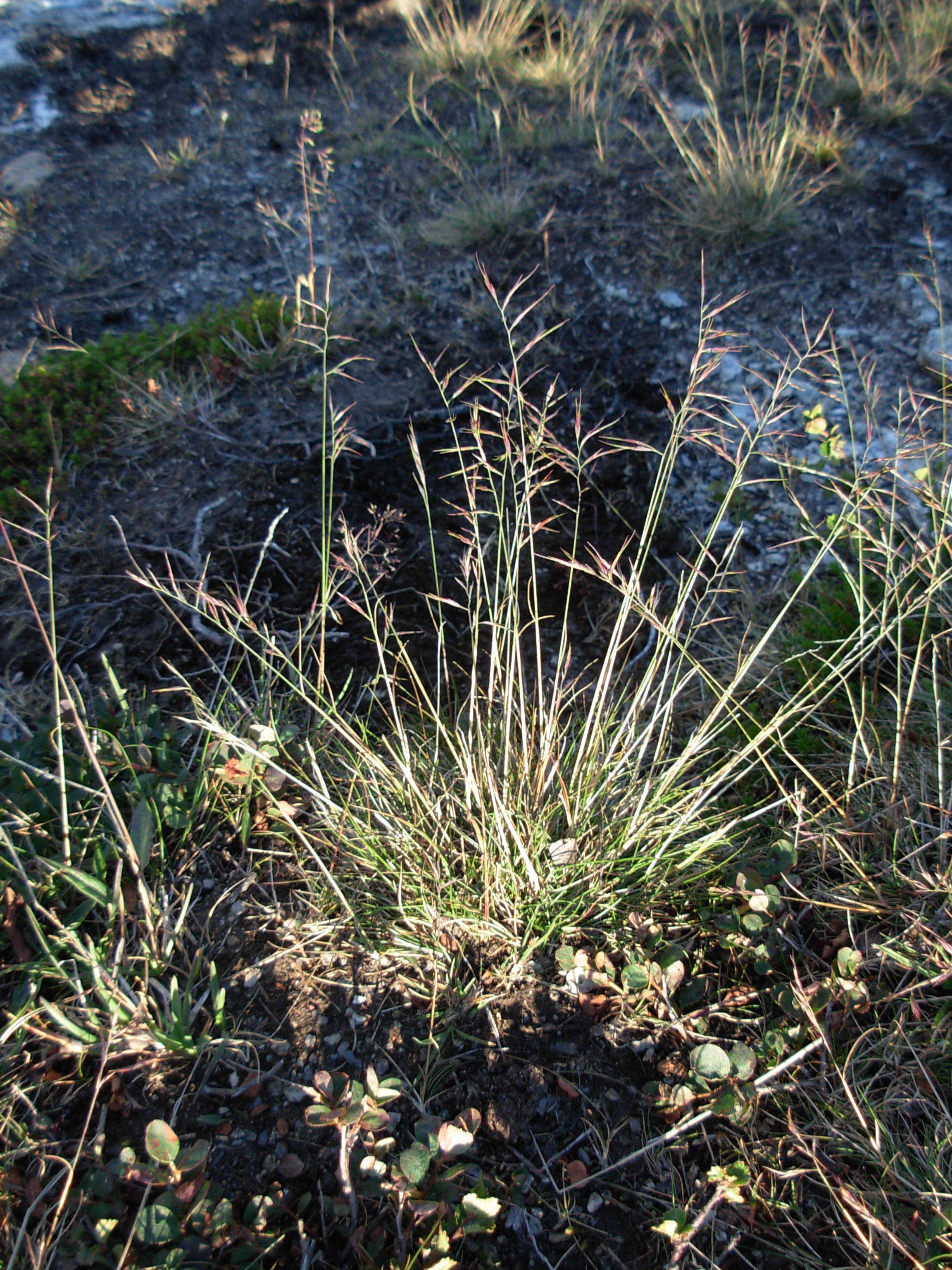 Image of fescue