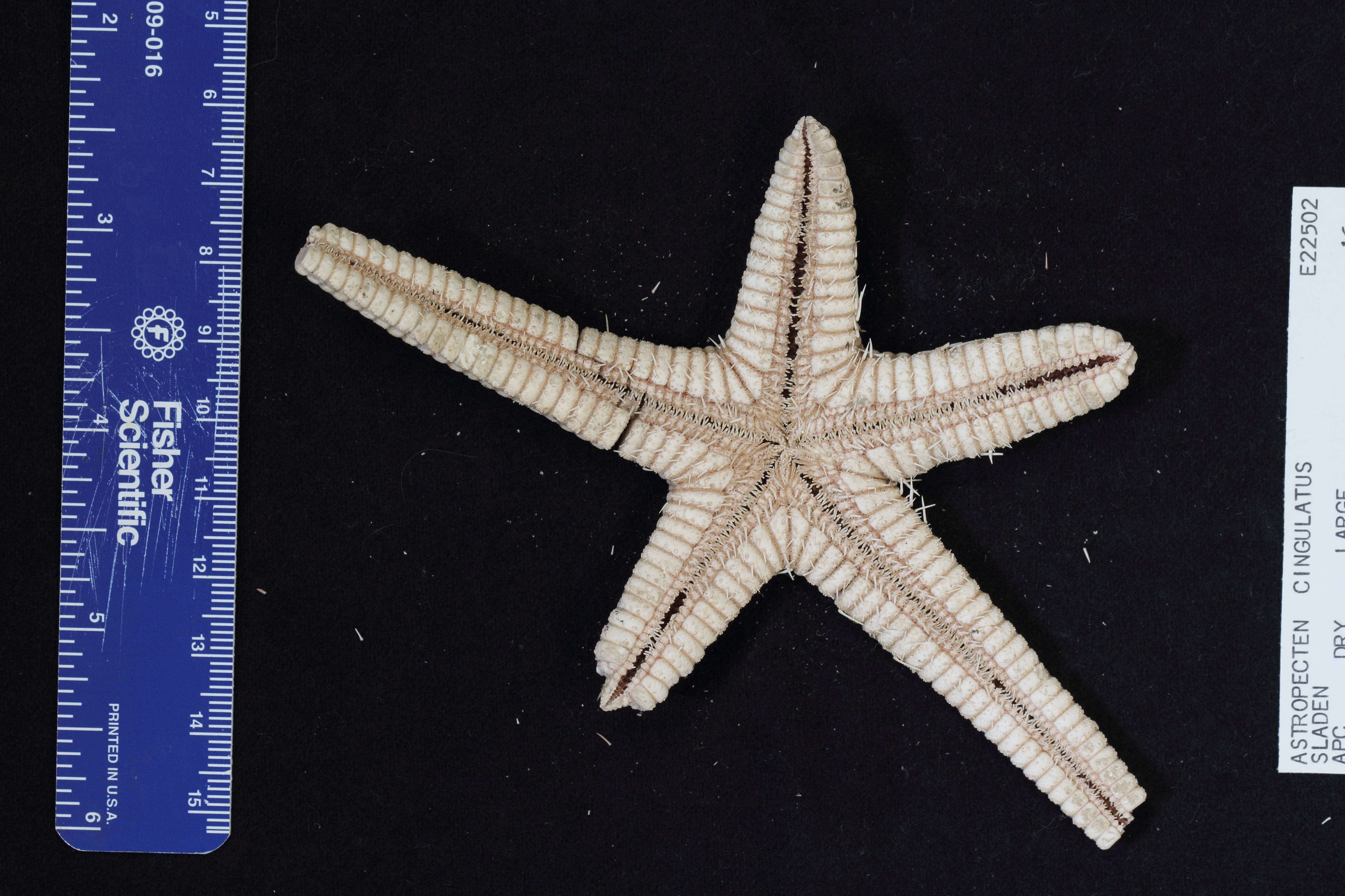 Image of Astropecten karankawai Lawrence et al. 2018