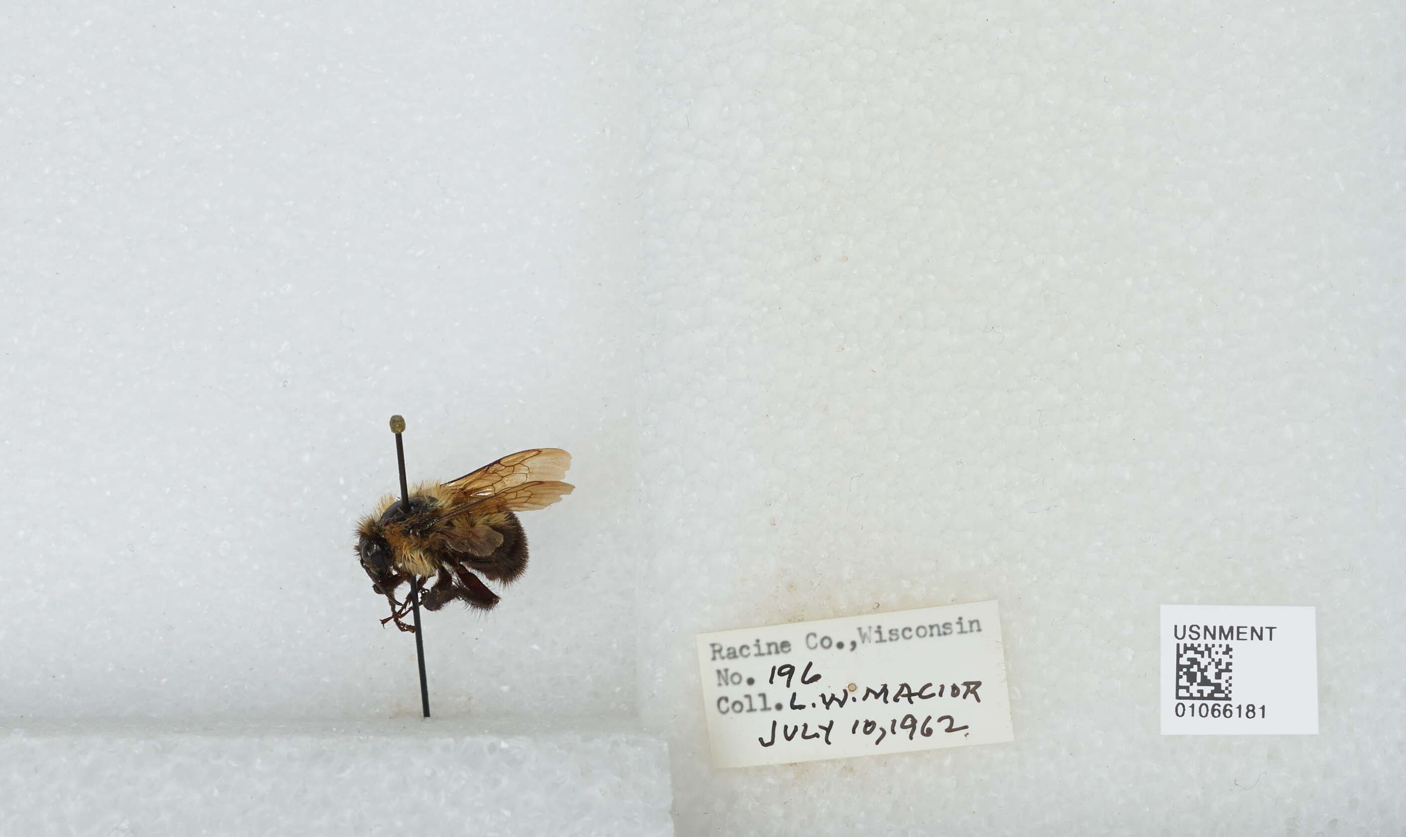 Image of Two-spotted Bumblebee