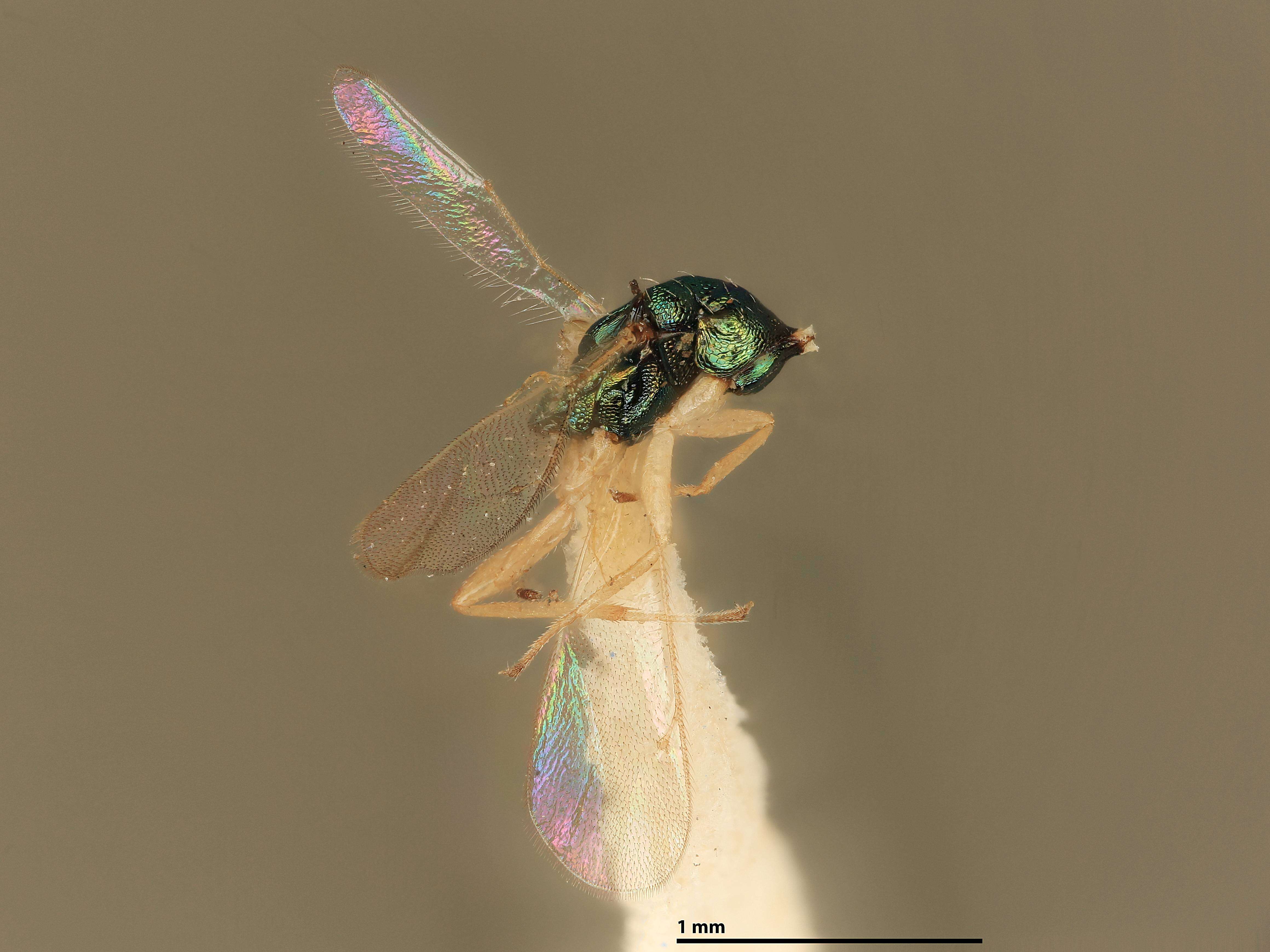 Image of Hemiptarsenus longifasciata (Girault 1917)