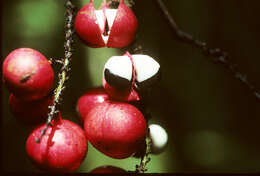 Слика од Paullinia spicata Benth.