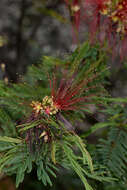 Image of Calliandra houstoniana var. anomala (Kunth) Barneby